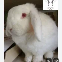 خرگوش گمشده