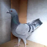 کبوتر|پرنده|برخوار, |دیوار