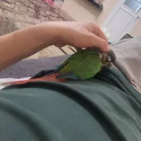 گرنچیک فول اهلی|پرنده|بستان آباد, |دیوار