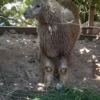 بره نر