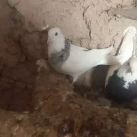 کبوتر طوقی|پرنده|ماهیدشت, |دیوار