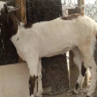 بز و کهره|حیوانات مزرعه|قلعه قاضی, |دیوار