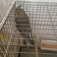 عروس هلندی|پرنده|مینودشت, |دیوار