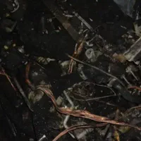 پژو پارس موتور سوخته|خودرو سواری و وانت|زنجان, |دیوار