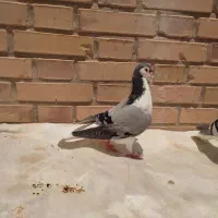 جفت کبوتر شیرازی|پرنده|سوسنگرد, |دیوار