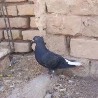 جوجه دم سفید