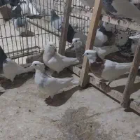 کبوتر طوقی|پرنده|خمینی‌شهر, |دیوار