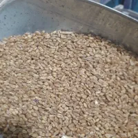 گندم بذری پیشگام وآذر 2 و گندم قرمز|خدمات باغبانی و درختکاری|قوچان, |دیوار