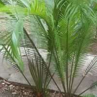سیکاس جفت 5 ساله
