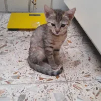 واگذاری بچه گربه‌