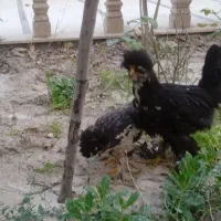 لهستانی کاکلی پا پر ۶ ماهه