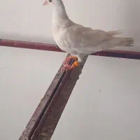 کبوتر هفرنگ