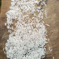 برنج شیرودی