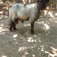 قوچ سه رون اصل میش رون