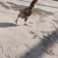 مرغ گلین