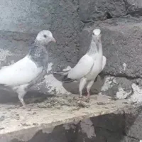 جوجه پرشی بلند پرواز.