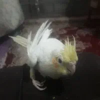 پرنده فقد ۱۵۰ هزار تومن