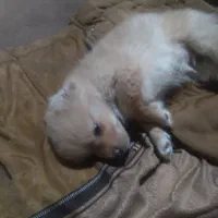 سک پاکوتاکه   ضرب. هوش. بالادارند