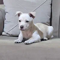 سگ گمشده مژدگانی