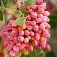 فروش-باغ-پسته-در-مزرعه-صادق-آباد-بوئین-زهرا