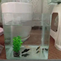 آکواریوم لجن خوار گلدفیش مولی گوپی