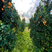 فیک ندارم*باغ مرکبات 1500متری*هرسه کنتور*قیمتکل