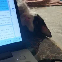 گربه|گربه|شهریار, شهرک وائین|دیوار