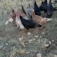 بوقلمون ماده  کوردی درجه یک