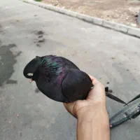 زاغ ماده|پرنده|خرمشهر, |دیوار