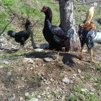 مرغ خروس لاری عطیقه ریش مرغ کرک کرچ ایام سمانی