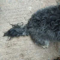یه سگ خونگی با ادب پیداکردم