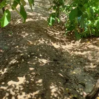 استخدام نگهبان باغ|استخدام سرایداری و نظافت|وحیدیه, |دیوار