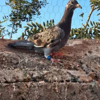 پولک پلاکی و دم سفید