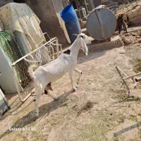 یک راس بز ویک راس بیگ نر