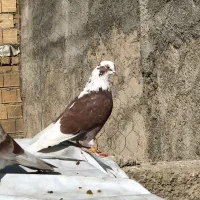 جوجه کبوتر|پرنده|هشتگرد, شهرک وحدت|دیوار