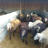 بره نر چاق در وزن های مختلف (میش.بز.شیشک)|حیوانات مزرعه|پیشوا, |دیوار