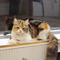 چند عددگربه بالغ