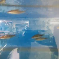 فروش انواع ماهی های زینتی خاص و کمیاب.|ماهی|سمنان, |دیوار