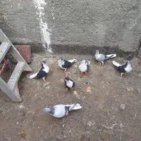 ۳۰تاکفتر یا کبوتر معاوضه با کله سینه|پرنده|چناران, |دیوار