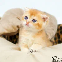 بچه گربه اصیل|گربه|تبریز, |دیوار