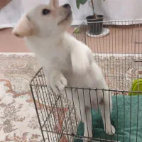 سگ واگذاری|سگ|قم, باغ شریفی|دیوار