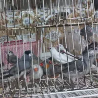 باسلام فروش چند جفت فنچ