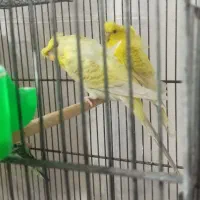 مرغ عشق پروانه ای رنگ خاص