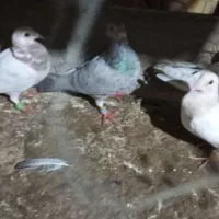 کفتر هفت رنگ خطی