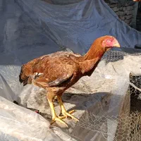 مرغ لاری یکسال|حیوانات مزرعه|محمودآباد, |دیوار