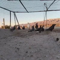 پرنده، کبوتر پریدنی