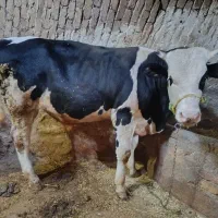 گوساله|حیوانات مزرعه|بروجرد, |دیوار