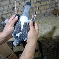 کبوترجان اردن نردرجه یک|پرنده|اهواز, کوی مندلی(سه راه خرمشهر)|دیوار