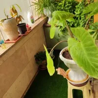 ۱۸۵متر بلواربعثت|فروش آپارتمان|تهران, جنت‌آباد مرکزی|دیوار