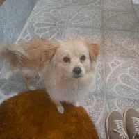 سگ پامرین روباهی|سگ|باسمنج, |دیوار